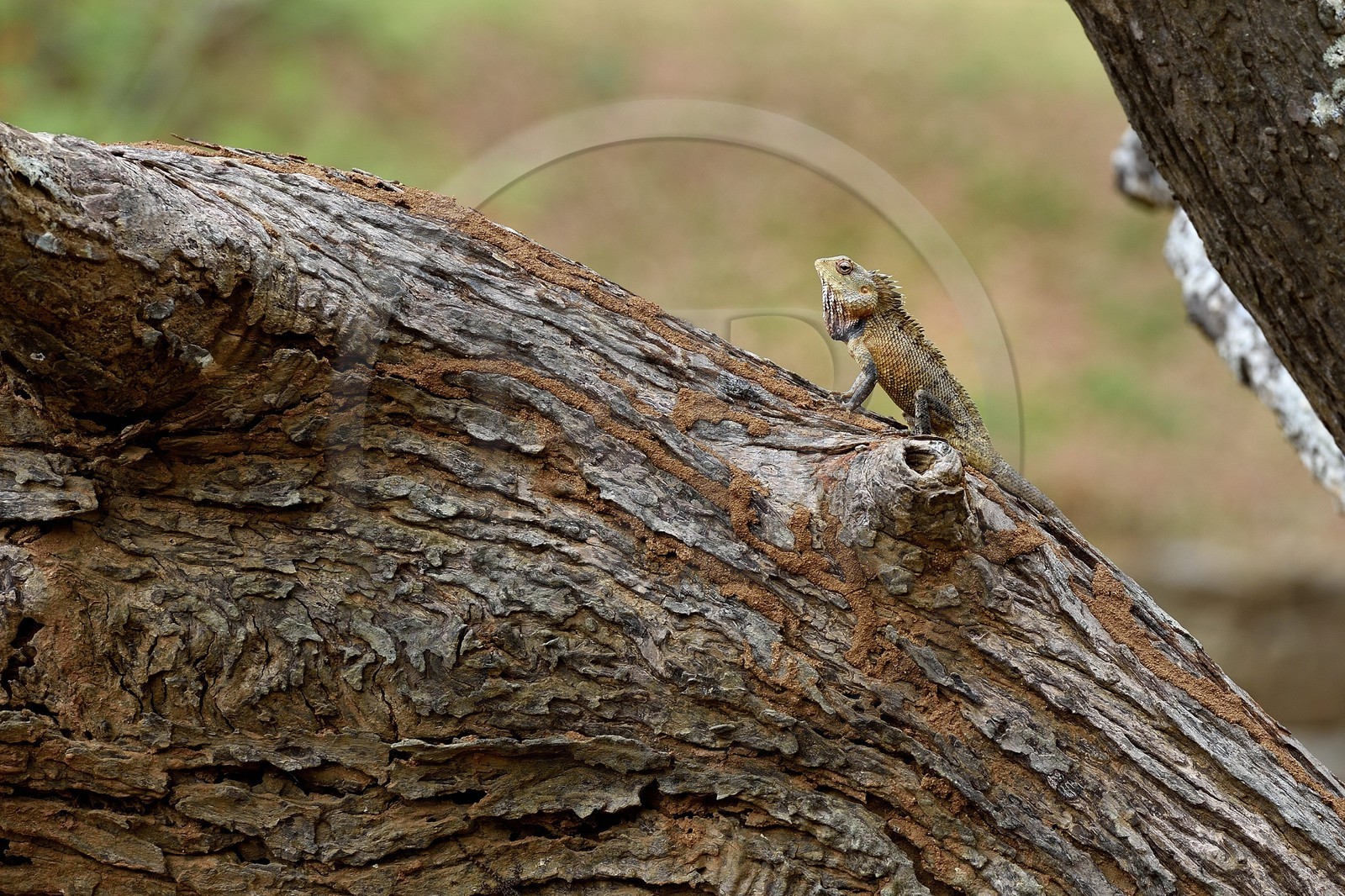 Sri Lanka, province centrale, district de Matale, Sigiriya, caméléon agame versicolore (Calotes versicolor) également appelé agame arlequin