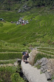 Philippines, province d'Ifugao, randonnée dans les rizières en terrasses de Banaue autour du village de Batad, classées Patrimoine Mondial de l'UNESCO