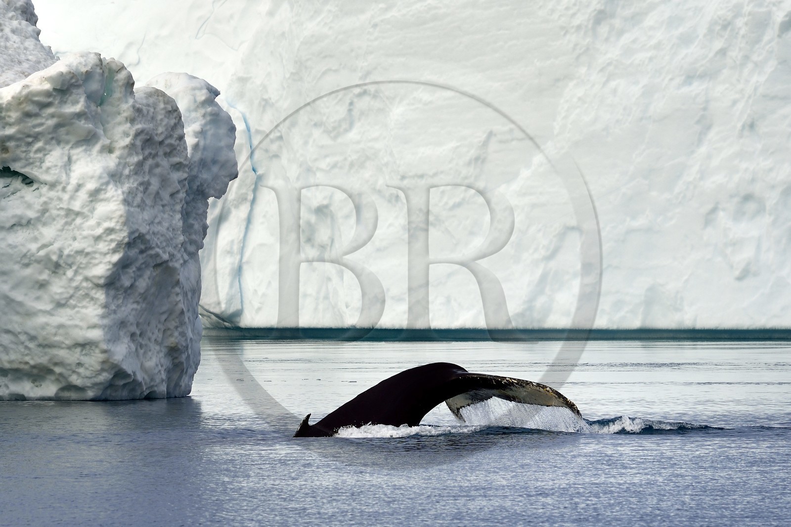 Groenland, cote ouest, baie de Disko, Ilulissat, fjord glacé classé Patrimoine Mondial de l'UNESCO qui est l’embouchure maritime du glacier Sermeq Kujalleq, queue d'une baleine à bosse ou rorqual à bosse (Megaptera novaeangliae) en plongée devant un iceberg