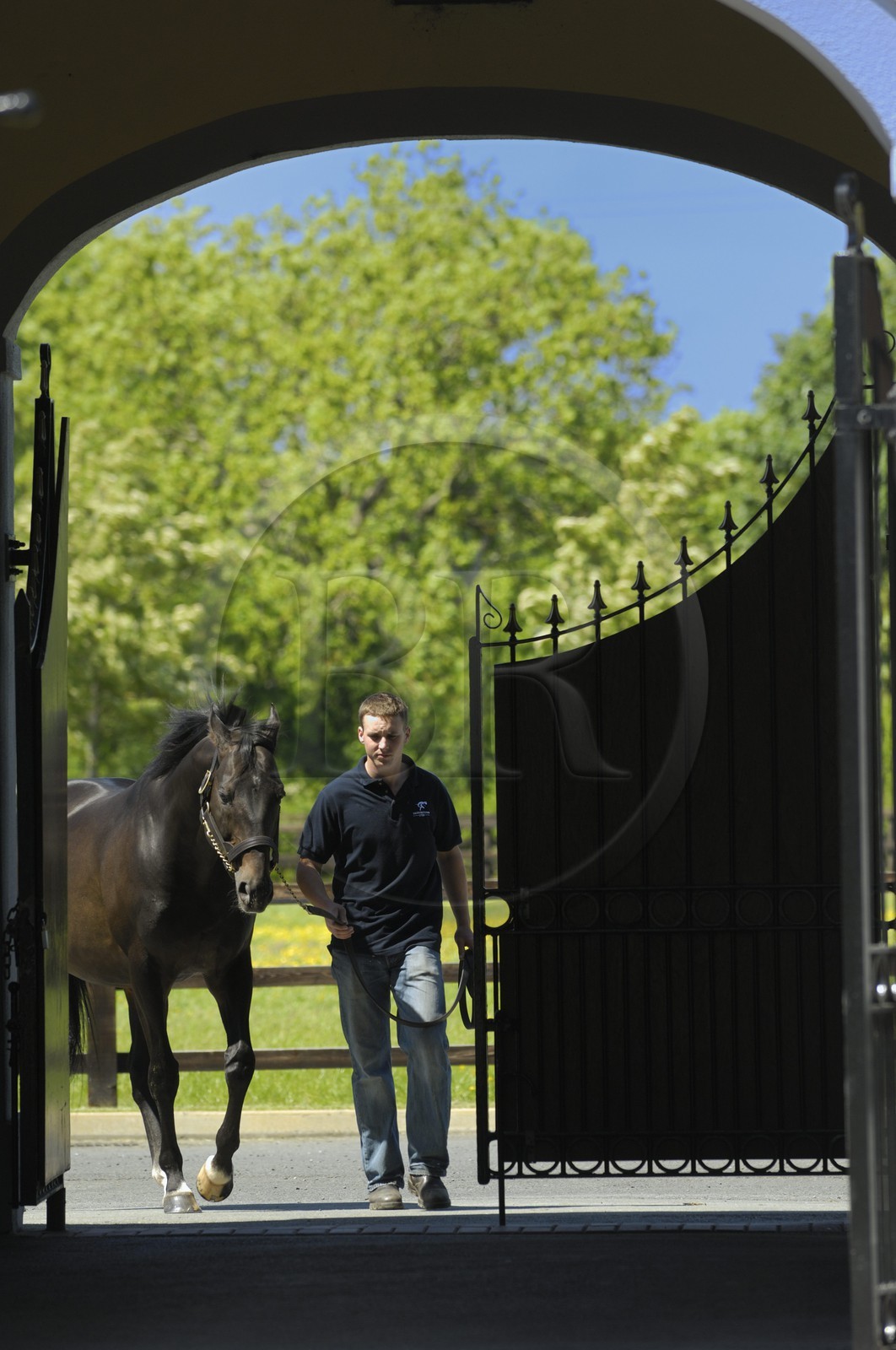 Irlande, Co. Kildare, Maynooth, harras de Derrinstown (Stud), retour de la promenade quotidienne
