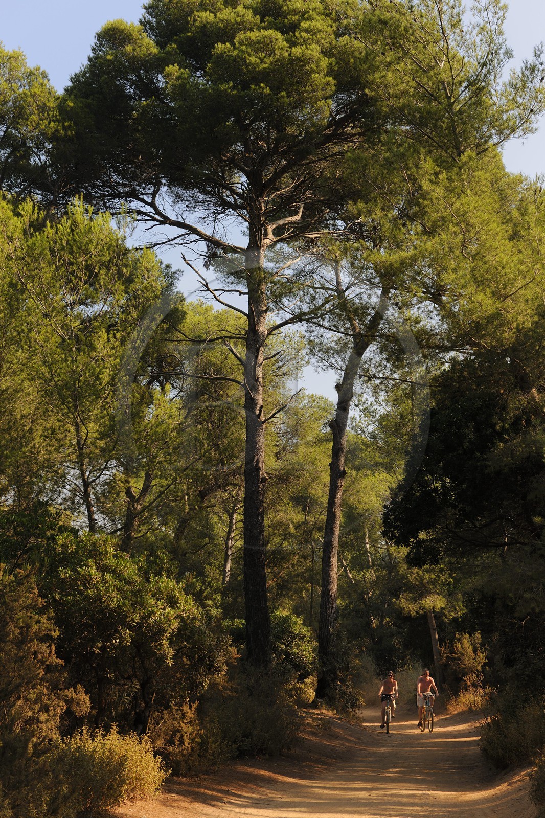 France, Var, Iles d'Hyeres, National Park of Port Cros, ile de Porquerolles,