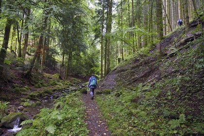 France, Haut-Rhin (68), Parc naturel régional des ballons des Vosges, randonneurs remontant la vallée de Storckensohn vers le sommet de La Tête des Perches