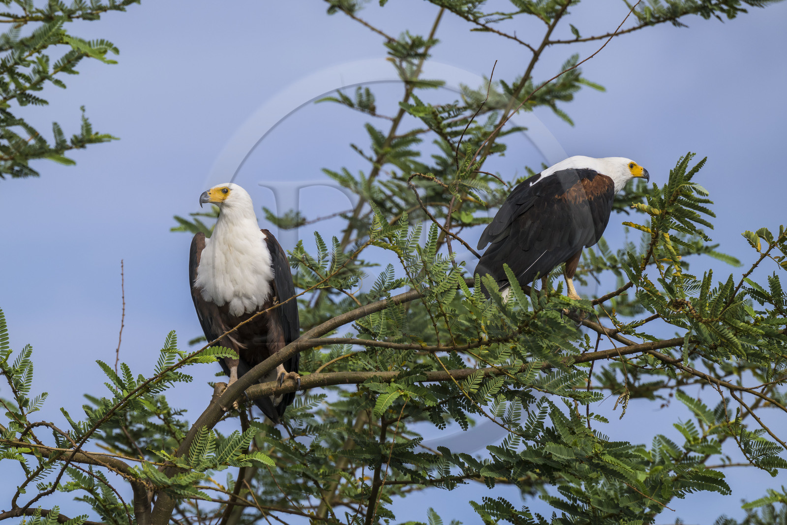 Rwanda, Parc national de l'Akagera, lac Ihema, Aigle pecheur d'Afrique ou Pygargue vocifer (Haliaeetus vocifer)