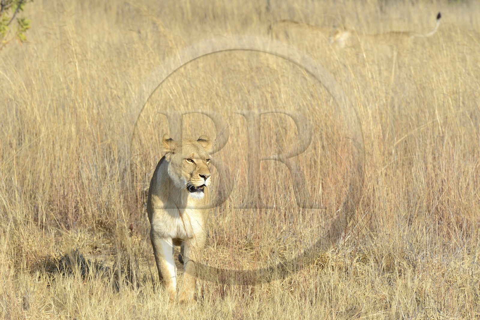 Zimbabwe, province des Midlands, Gweru, Antelope Park qui abrite ALERT (African Lion and Environmental Research Trust), Zone 2, une des quatre jeunes lionnes (panthera leo) qui sera relachée en clan dans un parc national pour le repeupler