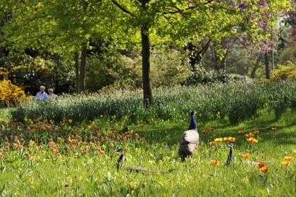 France, Paris (75), le Bois de Boulogne, parc de Bagatelle, paon