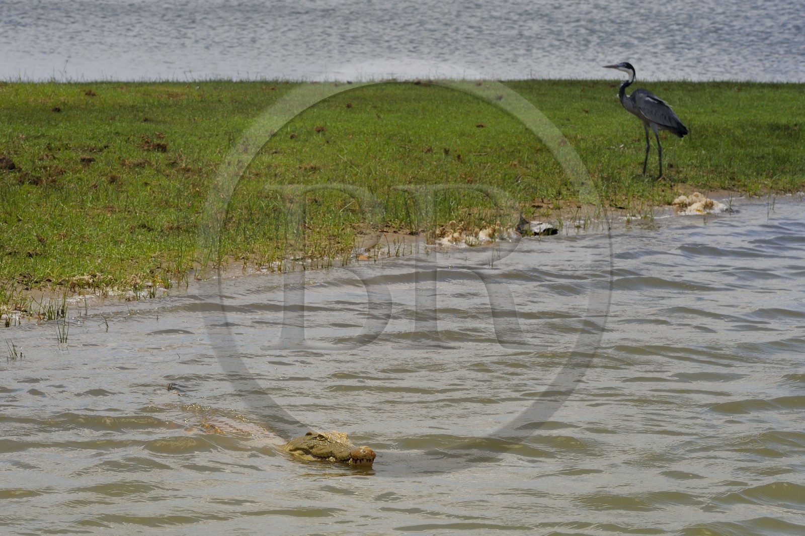 Tanzanie, Reserve de gibier de Selous une des plus grandes zones protégées au monde et inscrite sur la liste du patrimoine mondial de l’Unesco depuis 1982, crocodile du Nil (Crocodylus niloticus) sur le lac Nzerakera formé par la rivière Rufiji