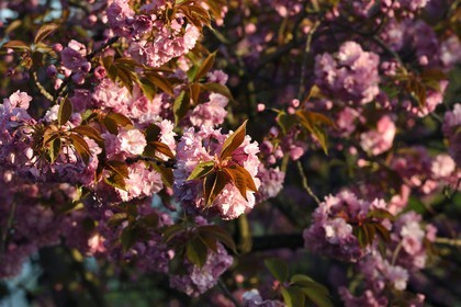 France, Val-de-Marne (94), Bry-sur-Marne, cerisier du japon (Prunus serrulata) en fleur