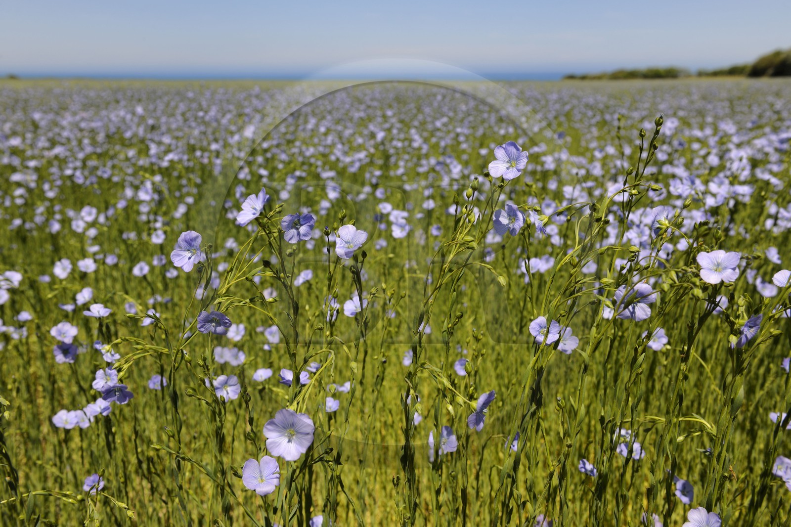 France, Seine-Maritime (76), Pays de Caux, Côte d'Albâtre, Sotteville-sur-Mer, champ de lin en fleur