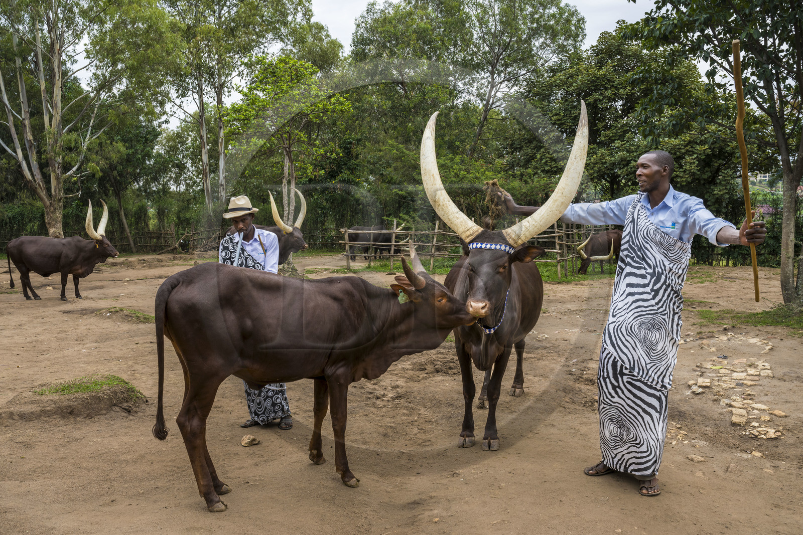 Rwanda, Province du Sud, Nyanza, musée du Palais royal Rukari, vaches royales à longues cornes appellée Inyambo ou watusi