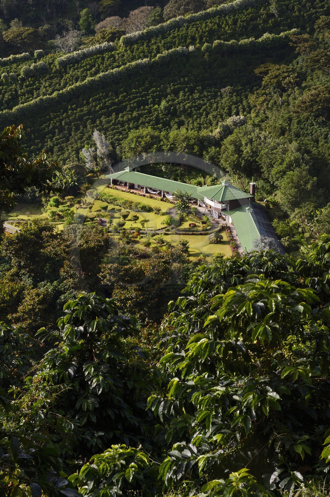 Panama, province de Chiriqui, Boquete, la plantation de café Finca Lerida sur les pentes du volcan Baru, l'hotel