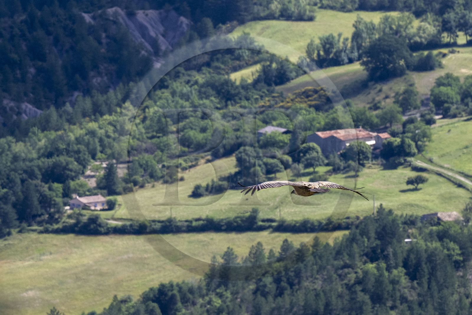France, Drôme (26), parc naturel régional des Baronnies provençales, Rémuzat, plateau Saint-Laurent, vol d'un vautour fauve (Gyps fulvus) au dessus de la vallée de l'Oule