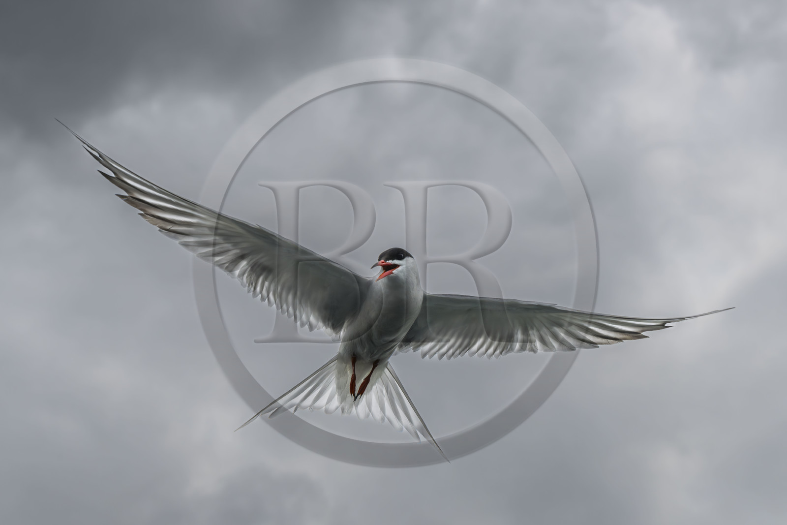 France, Finistère (29), Pays des Abers, Aber Wrac'h, Sterne pierregarin (Sterna hirundo)