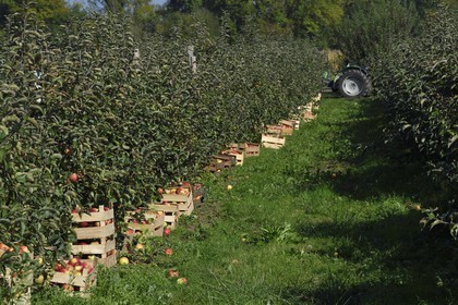France, Seine-Maritime (76), Pays de Caux, Parc naturel régional des Boucles de la Seine normande, Jumièges, pommiers de la Route des fruits dans les vergers en bordure de Seine, récolte des pommes au lieu dit Le Conihaut