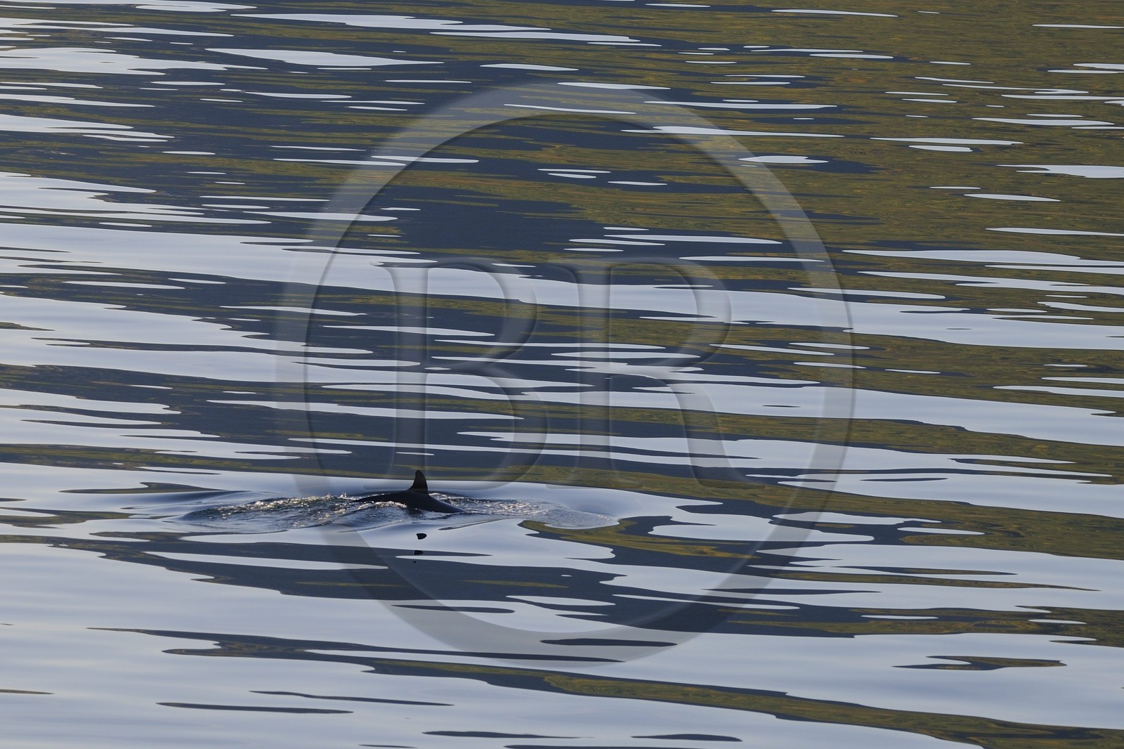Norway, Nordland County, Vesteralen Islands, whaleback