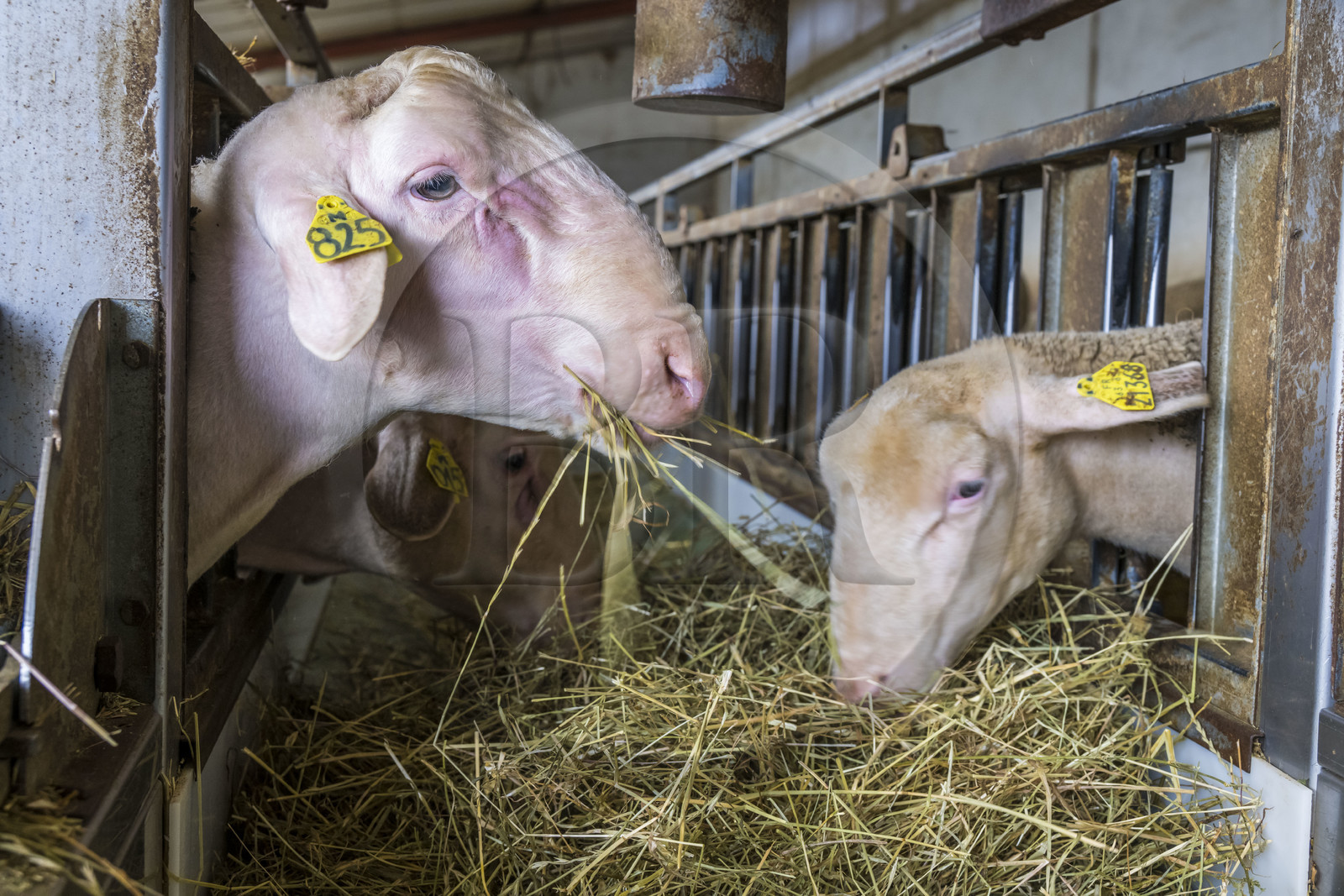France, Aveyron, Grands-Causses Regional Nature Park, Versols et Lapeyre, Hermilix farm, Lacaune sheep whose milk is used to make Roquefort AOP, a ram on the left