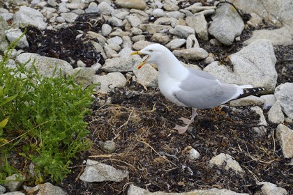 France, Finistère (29), La Foret Fouesnant, archipel des Glénan, Ile Cigogne, goéland