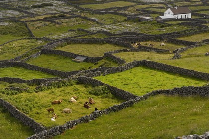 Republic of Ireland, County Galway, Aran Islands, Inishmaan, typical drystone walls delimiting each parcel of land