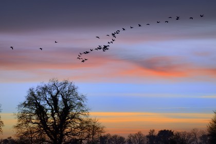 France, Indre (36), le Berry, parc naturel régional de la Brenne, Rosnay, étang de la Mer Rouge, grue cendrée (grus grus), vol au coucher de soleil