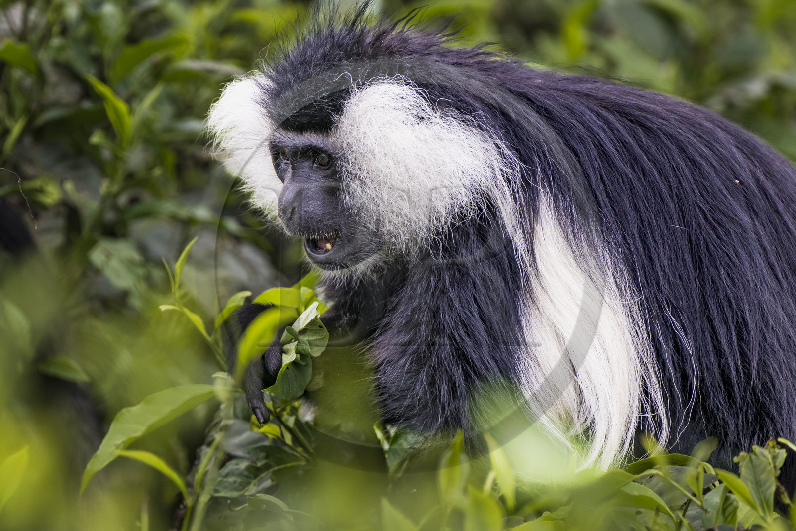 Rwanda, Province de l’Ouest, Gisakura, Parc national de Nyungwe, Colobe de Ruwenzori (Colobus angolensis ruwenzorii) dans une plantation de thédont il ne mange pas les feuilles