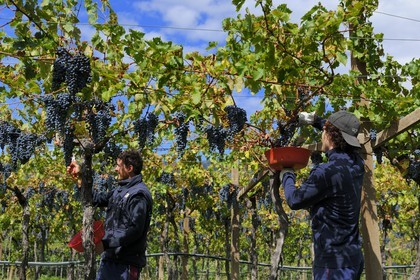 Italie, province de Vérone, Rivoli Veronese, vendanges dans les vignobles
