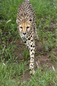 Namibia, Otjiwarongo, Cheetah Conservation Fund, research and education centre, cheetah (Acinonyx jubatus)