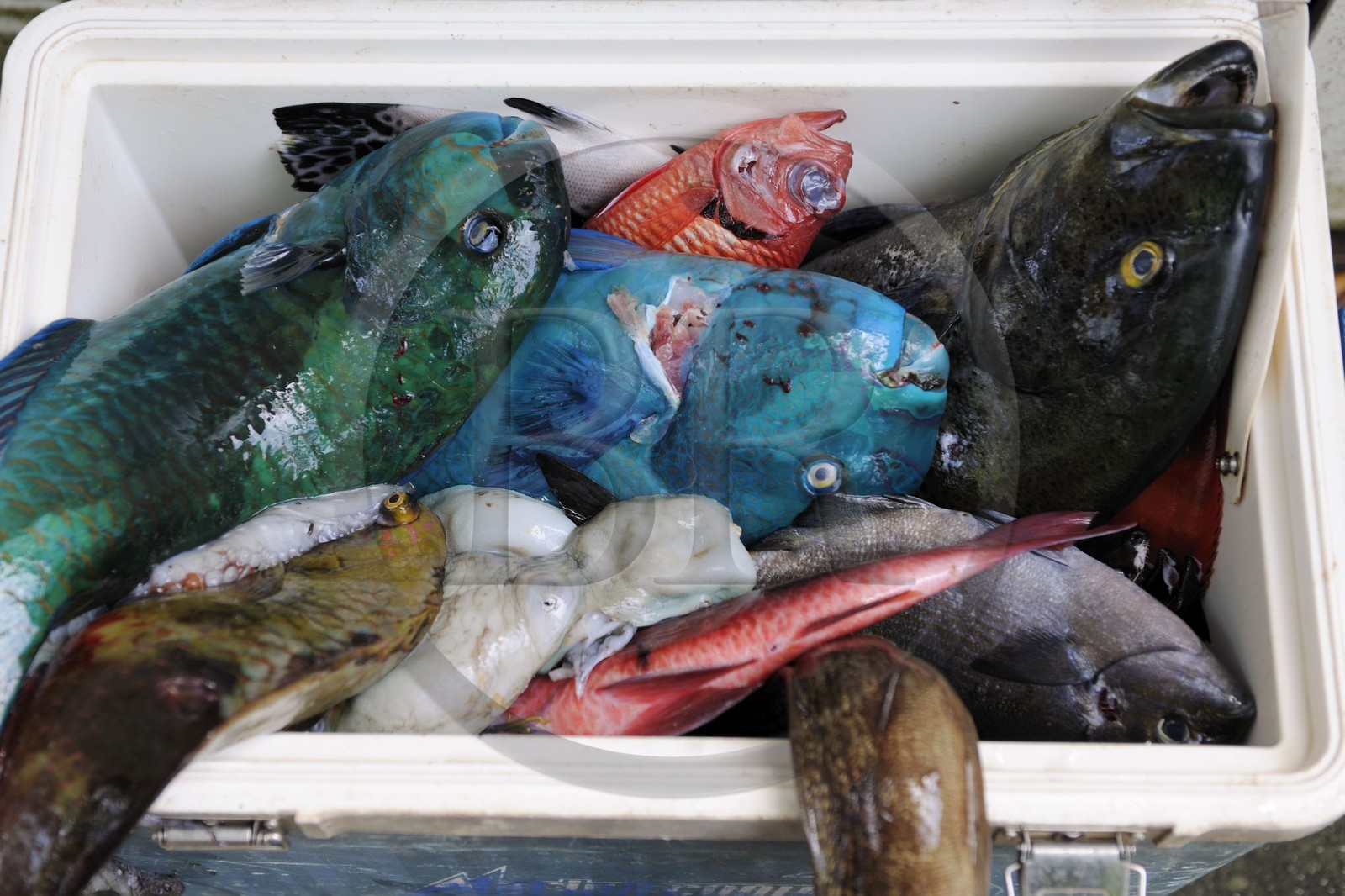 France, île de la Réunion, anse des Cascades, au sud de Piton-Sainte-Rose, classé Patrimoine Mondial de l'UNESCO, retour de pêche au harpon