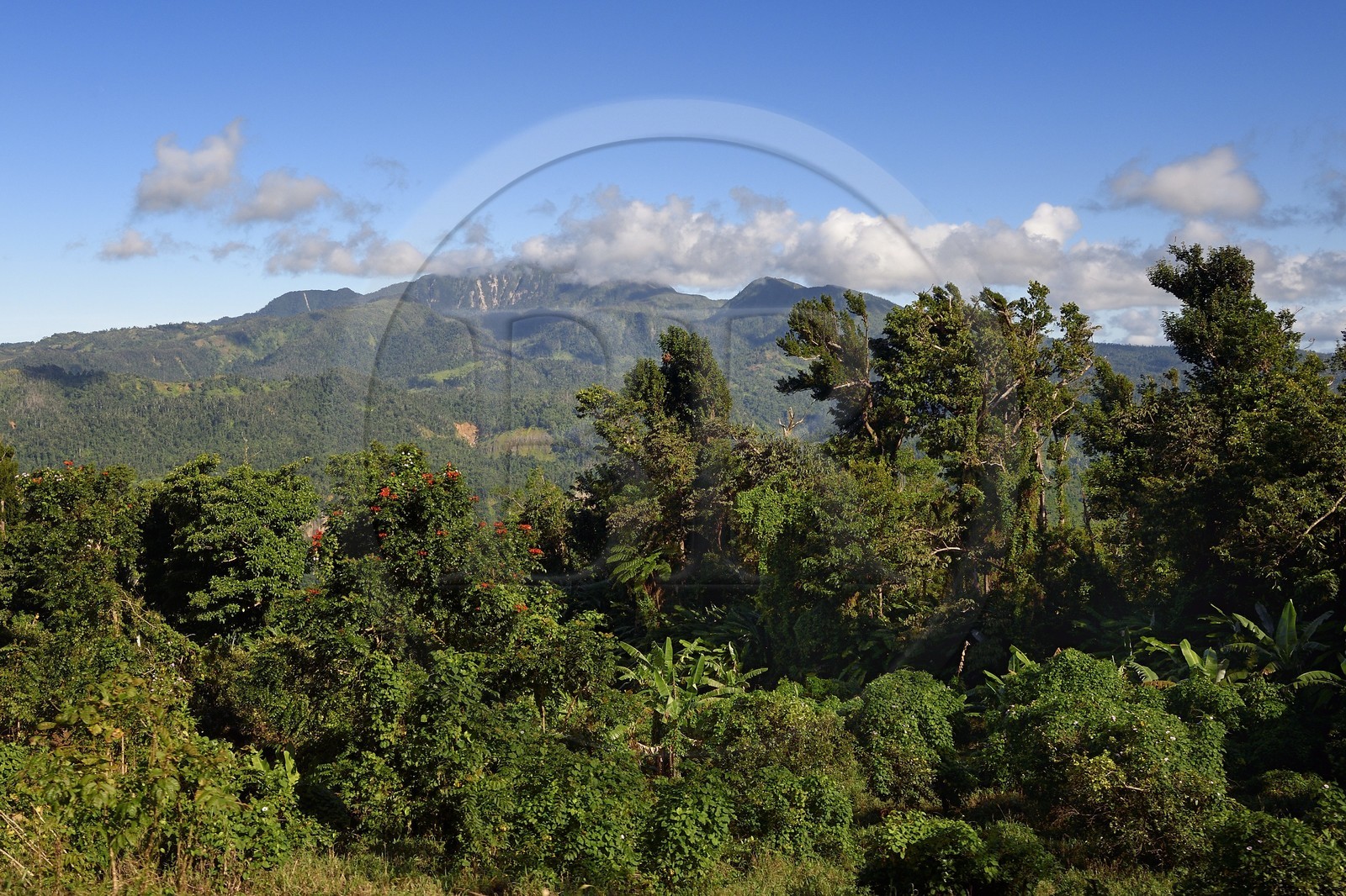 Caraïbes, Ile de la Dominique, sur la route Imperial Road vers Pont-Cassé, la montagne Morne Diablotin en arrière plan