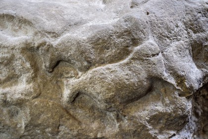 France, Dordogne (24), Périgord Noir, vallée de la Vézère, Les Eyzies-de-Tayac-Sireuil, site classé Patrimoine Mondial de l'UNESCO, Musée National de la Préhistoire, bas-relief d'aurochs provenant du site du Fourneau du Diable datant d' environ 18000 ans (Solutréen)