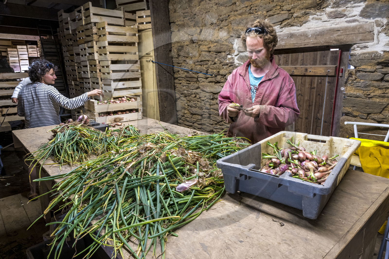 France, Finistère (29), Mer d'Iroise, archipel de Molène, Ile de Quéménès, ferme de Quéménès bio et autonome en énergie, Johan prépare les échalottes à la vente