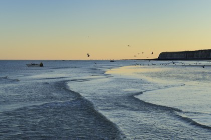 France, Seine-Maritime (76), Veules-les-Roses, goélands sur la plage et les falaises à l'aube