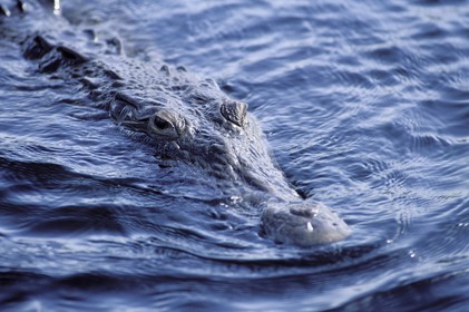 Jamaïque, crocodile entre deux eaux de la Black River
