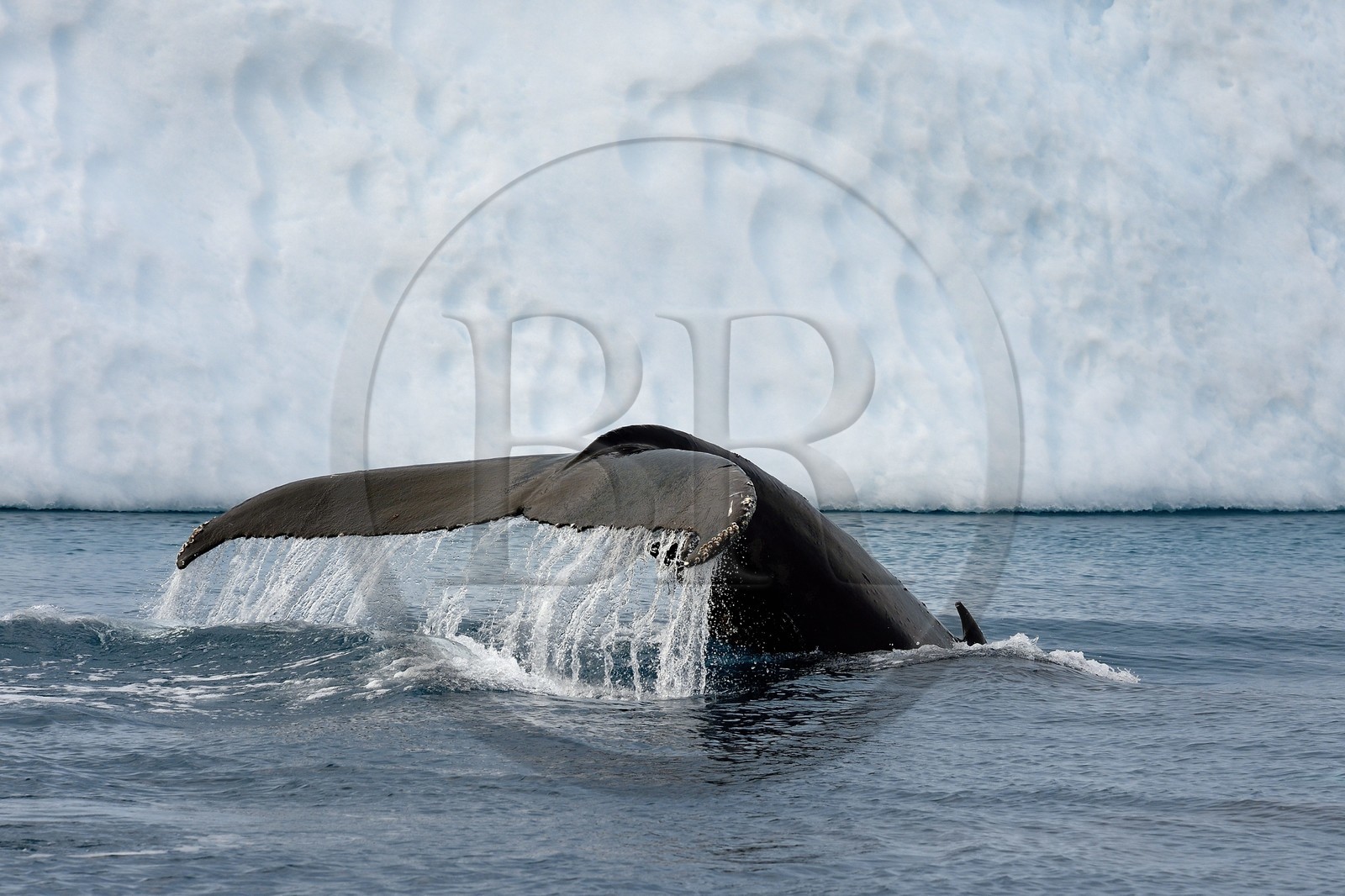 Groenland, cote ouest, baie de Disko, Ilulissat, fjord glacé classé Patrimoine Mondial de l'UNESCO qui est l’embouchure maritime du glacier Sermeq Kujalleq, queue d'une baleine à bosse ou rorqual à bosse (Megaptera novaeangliae) en plongée devant un iceberg