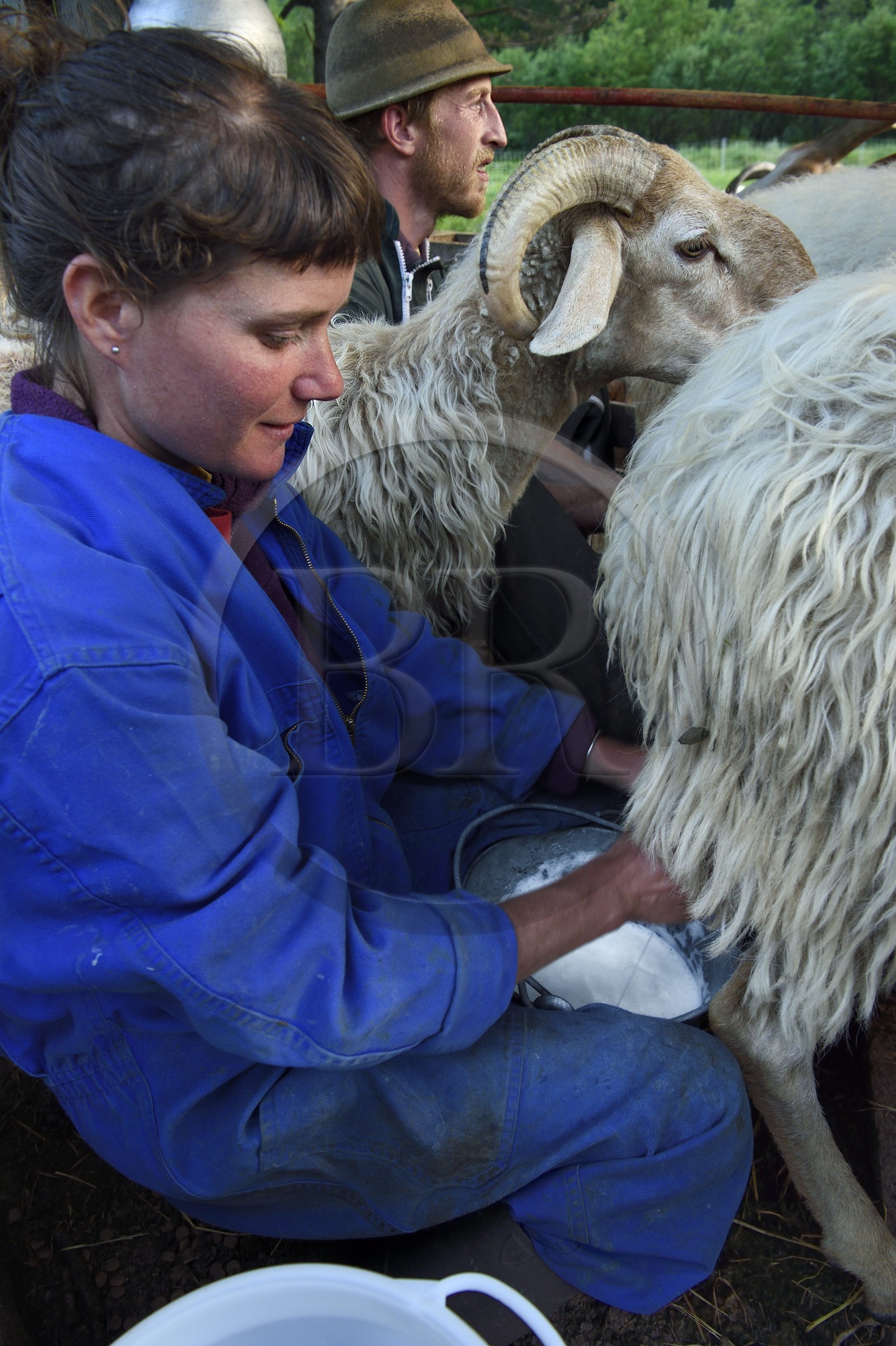 France, Alpes-Maritimes (06), vallée de la Roya (arrière-pays niçois), au pied du parc national du Mercantour, Tende, Casterino dans la vallée de la Casterine, traite à la main des brebis dans les pâtures par les bergers Céline et Georges Giordano