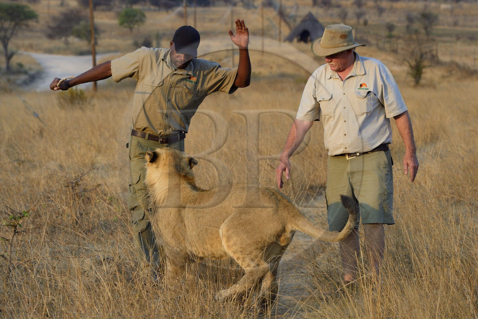 Zimbabwe, Midlands Province, Gweru, Antelope Park home to ALERT (African Lion and Environmental Research Trust), lion walk through the bush, the managing director Gary Jones and his guides - handlers