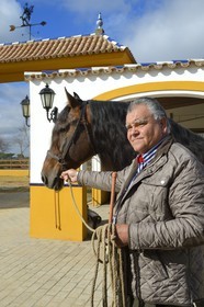Spain, Andalusia, Seville Province, Utrera, the Ayala stud farm (Yeguada Ayala), the owner Rafael Ayala breeder of Andalusian horse also known as the Pure Spanish Horse or PRE (Pura Raza Espanola)