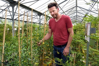 France, Var (83), Bormes-les-Mimosas, le pépiniériste Julien Cavatore, producteur spécialiste du mimosa