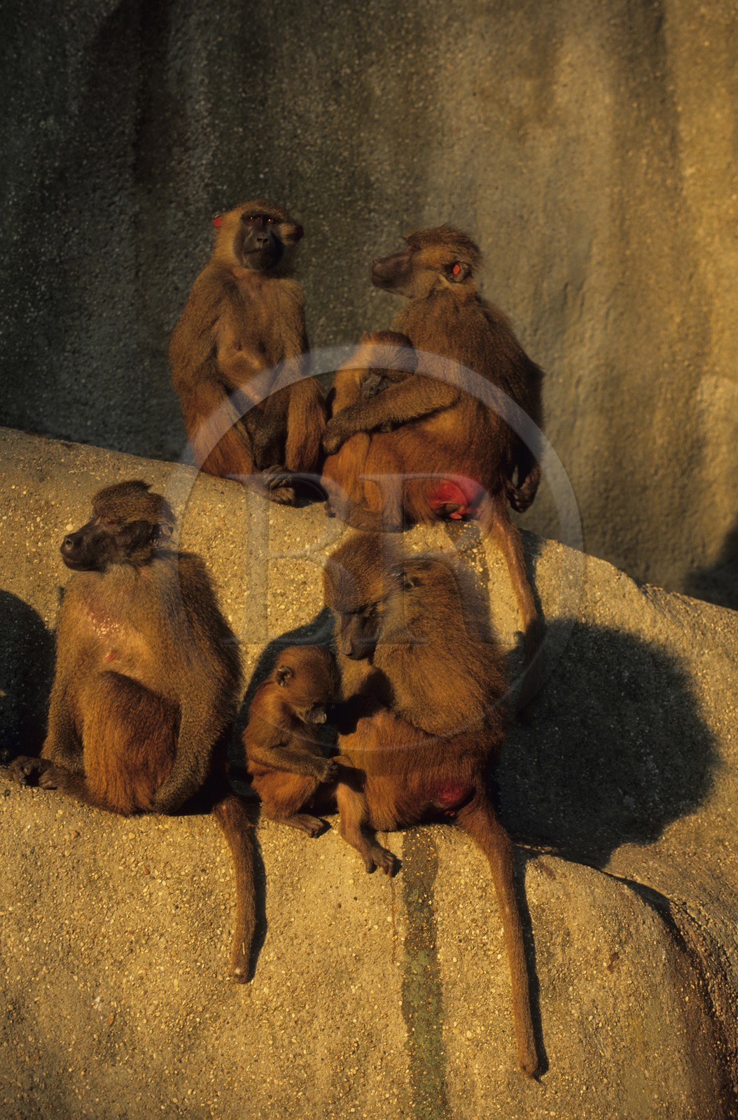 France, Paris (75), parc zoologique de Paris (Vincennes), les babouins