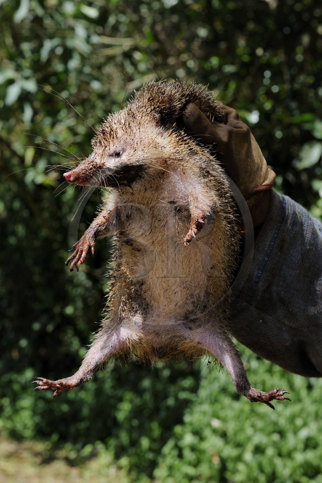 France, île de la Réunion, forêt de Bélouve, seule espèce du genre Tenrec, le Tangue (Tenrec ecaudatus), appelé aussi Tanrec, Hérisson de Madagascar ou encore Trandraka est chassé pour être consommé