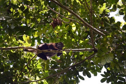Panama, province de Chiriqui, Parc national marin du Golfe de Chiriqui, Isla Palenque, singe hurleur à manteau ou Hurleur à pèlerine (Alouatta palliata)