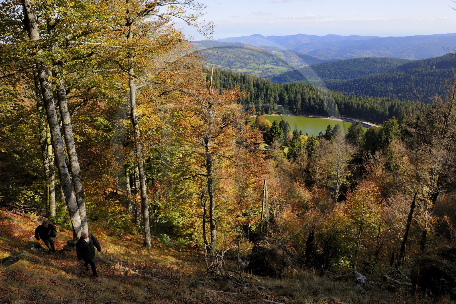 France, Haut-Rhin (68), en contrebas de la route des Crêtes, randonneurs au dessus du lac Vert ou lac de Soultzeren au pied du massif du Tanet
