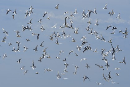 France, Finistere, La Foret Fouesnant, Glenan islands, Ile aux Moutons home to a colony of terns at the nesting period