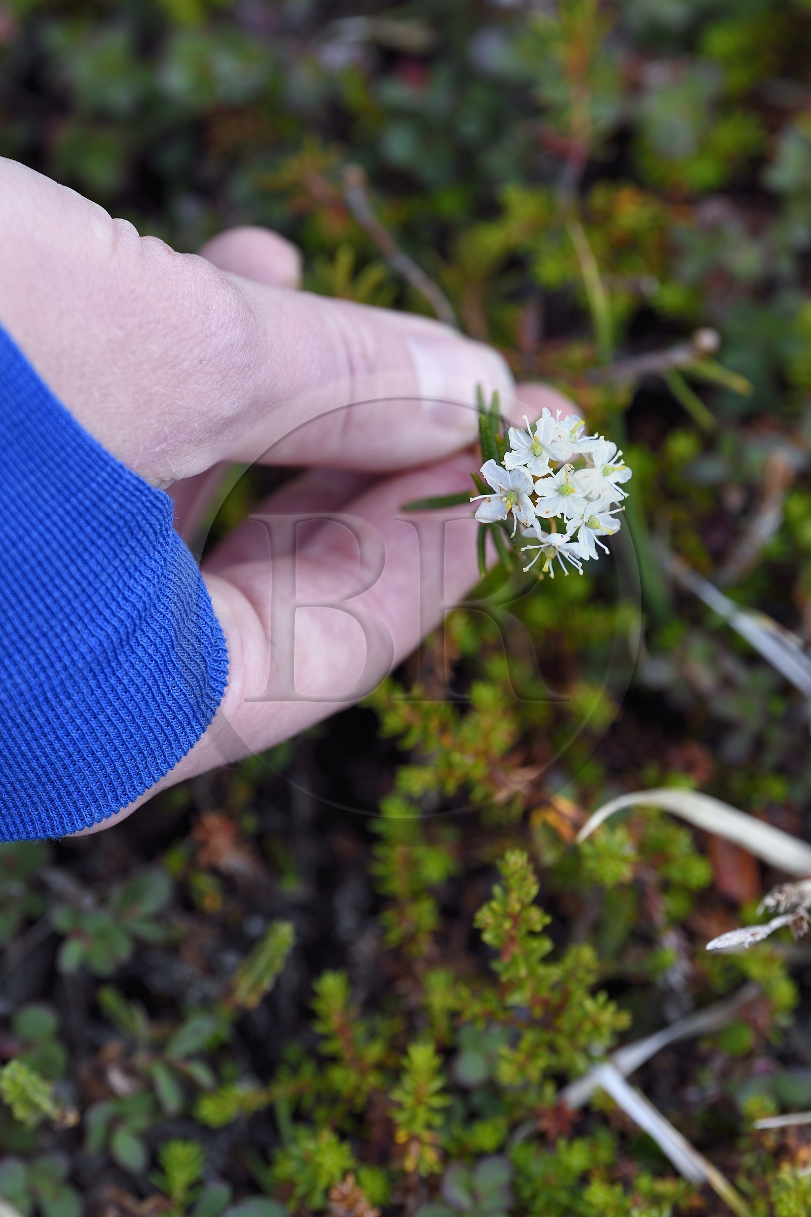Greenland, west coast, Disko Island, Qeqertarsuaq, marsh Labrador Tea (Rhododendron groenlandicum) also called kayak plant