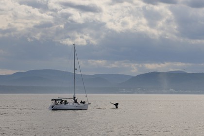 Canada, province de Québec, région de Manicouagan, Tadoussac, queue d'une baleine à bosse dans le golf du Saint-Laurent