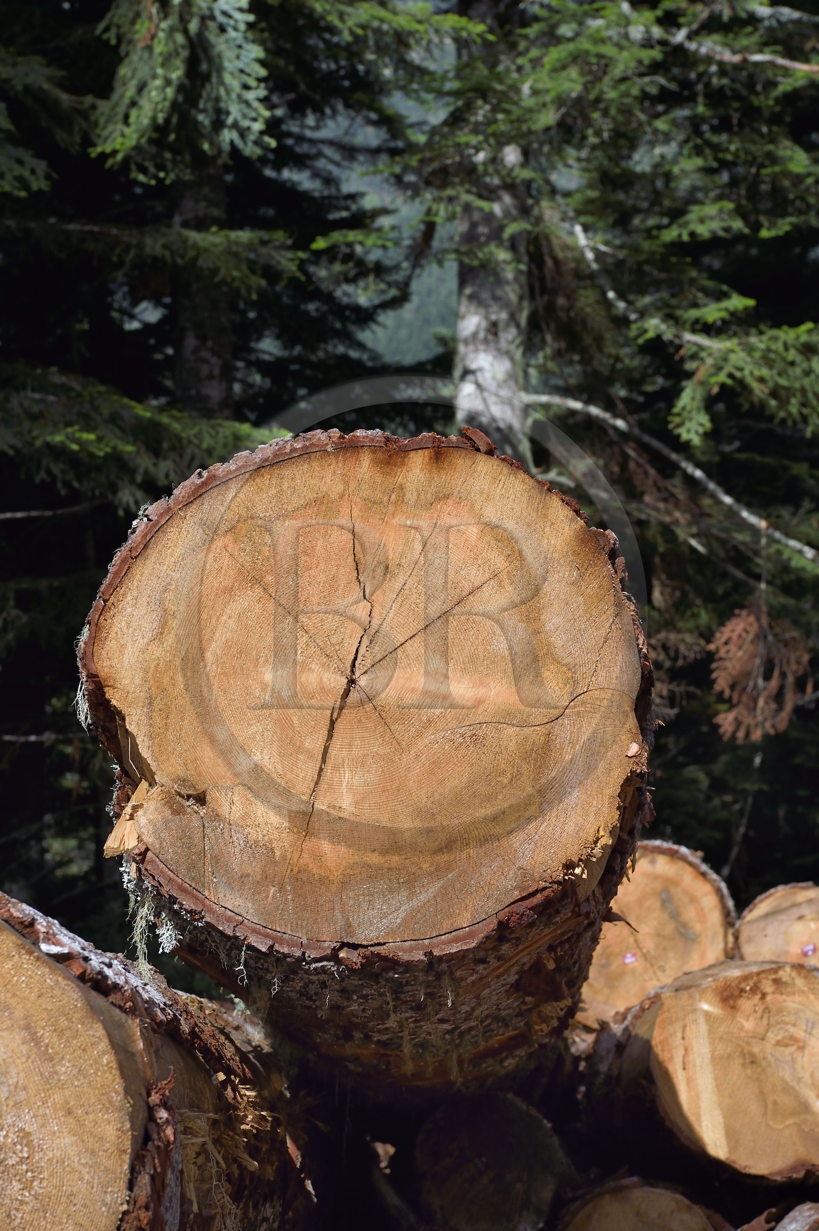 France, Hautes-Pyrénées (65), Saint-Lary-Soulan, vallée du Rioumajou, stockage de grumes