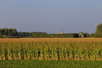 France, Ille-et-Vilaine (35), le polder du Mont-Saint-Michel, culture de maïs