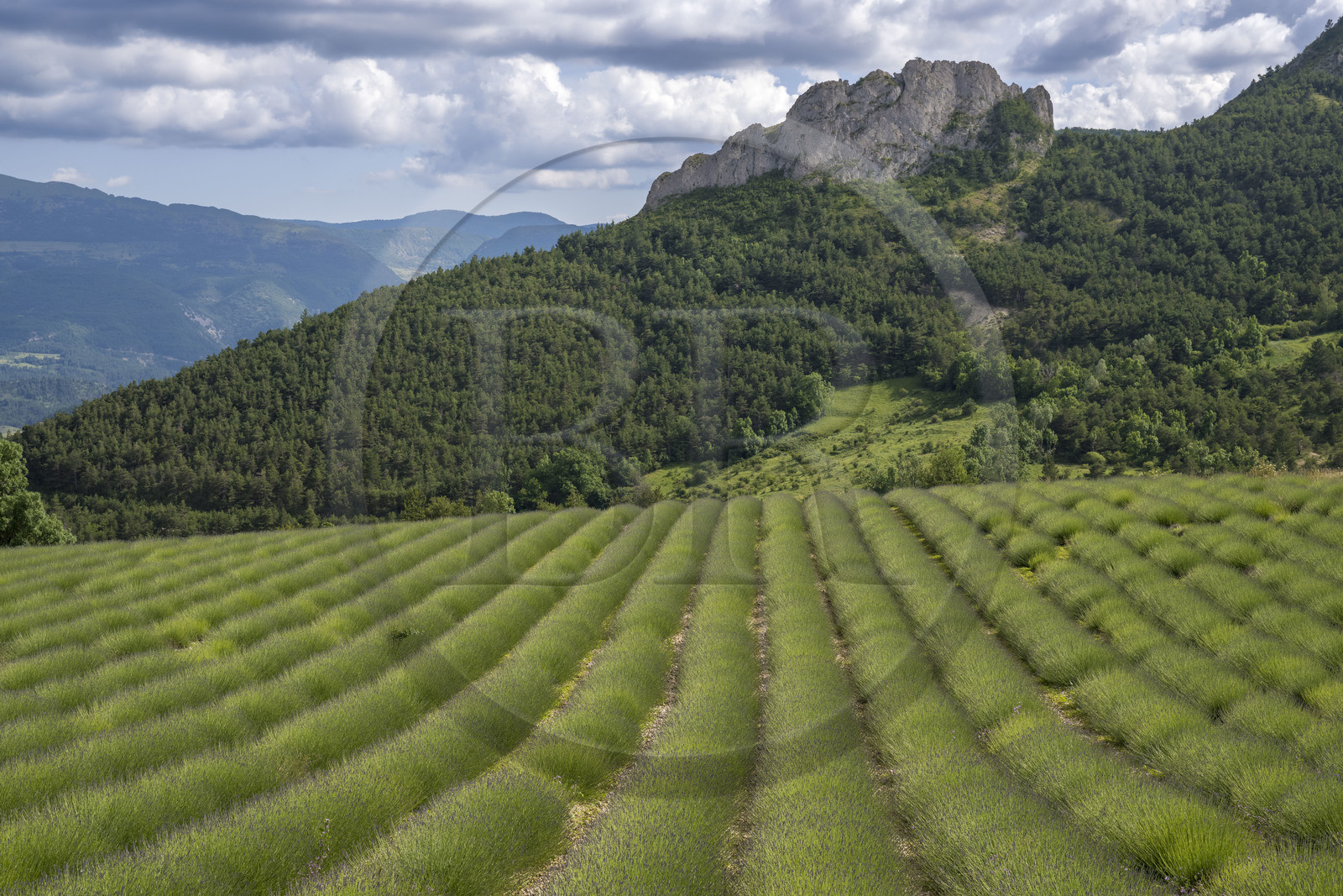 France, Drôme (26), parc naturel régional des Baronnies provençales, Izon-la-Bruisse, champ de lavandin