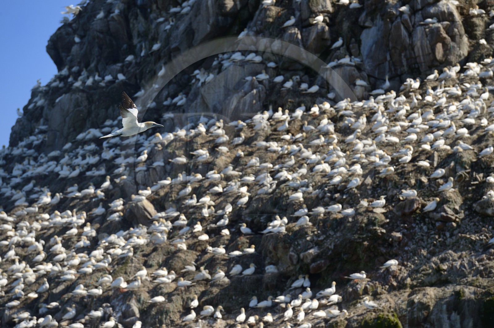 France, Cotes-d'Armor, Perros-Guirec, Sept-Iles Archipelago and bird sanctuary, Rouzic island, northern gannets colony (Morus bassanus), single point of nesting in France for more than 20,000 couples