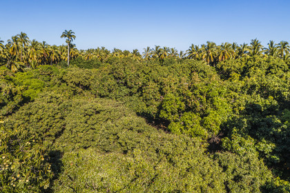 France, Reunion island (French overseas department), Saint-Paul, Laperrière mango orchard at Tour-des-Roches on the edge of the Etang de Saint-Paul national nature reserve (réserve naturelle nationale de l'Etang de Saint-Paul), bicentennial mango tree bordering a coconut tree (aerial view)