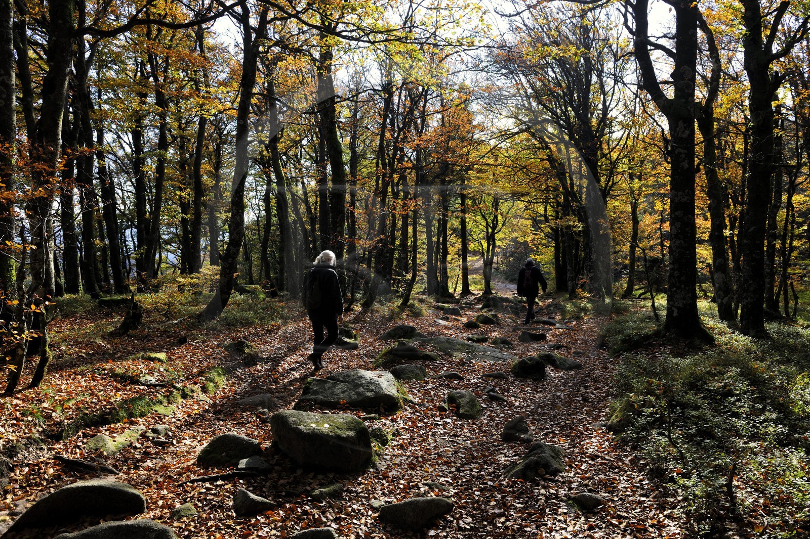 France, Haut Rhin, scenic road of la route des Cretes, natural reserve of Tanet Gazon, hikers going pass the former France Germany border