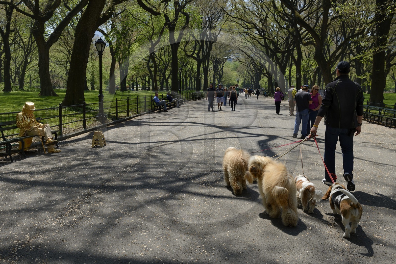 Etats-Unis, New York, Manhattan, Central Park, Francesco promeneur professionnel de chiens sur l'allée du The Mall et Literary Walk